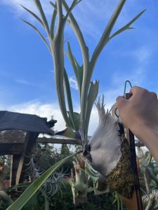 P.veitchii wildが素晴らしい。