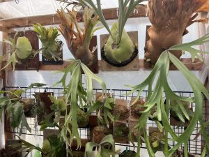 温室内は39℃に。