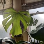 コストコで不意打ちに合う。