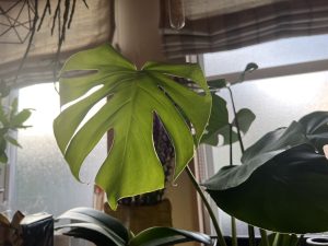 コストコで不意打ちに合う。