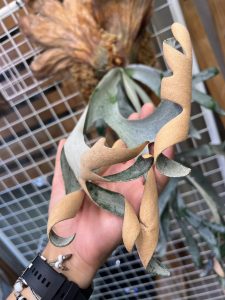 P.willinckii RU6をお迎えｗｗｗ