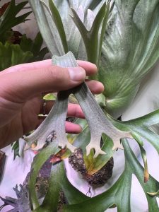 真っ白なコロナリウムになってきた。