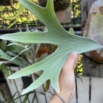 P.Doi tungの直射管理。