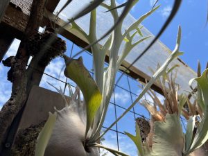 35℃越え直射でも垂れない強いveitchii