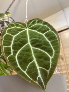 アンスニウムはそこに居るだけで満たされる...