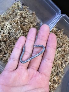 【危険】水苔から出てきた過去一危険なもの。