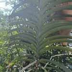夏はバンダを楽しみたい。