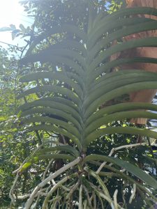 夏はバンダを楽しみたい。