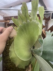 貯水のギザギザ。