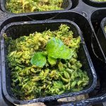 これはアルマダなのかコロナなのか。