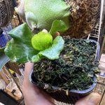 斑が散り散り。