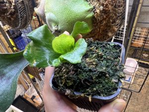 斑が散り散り。