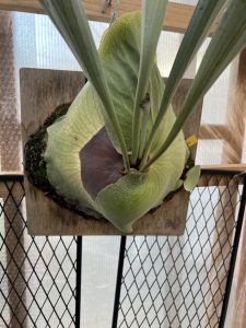 左手は添えるだけルネ。