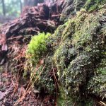 山梨県都留市の山で見た苔。