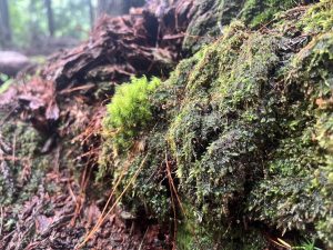 山梨県都留市の山で見た苔。