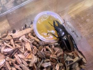 ルソン産 ゼブラノコギリクワガタをお迎え...