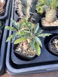 ドルステニア・フォエチダがめっちゃ元気...