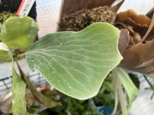 青白いヒリーになるか。