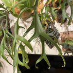 P.coronarium 'White'の胞子葉...