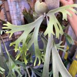 P.willinckii "FRK-青"の記録。