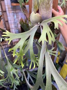 P.willinckii "FRK-青"の記録。