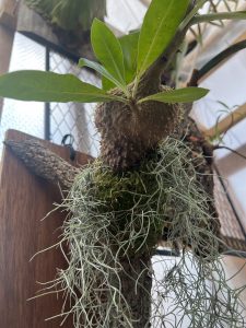 【アリ植物】どんどんカッコ良くなる...