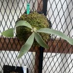 P.veitchii (ARs) from NO4TA3