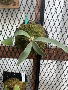 P.veitchii (ARs) from NO4TA3