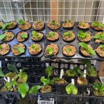 胞子培養株たちの棚づくり...