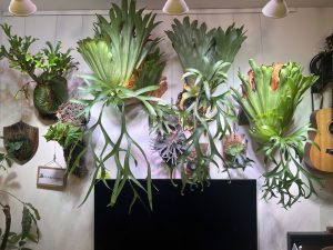 リビングのビ壁...