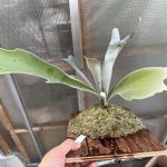 気になる良いヴェイツィアアァイ