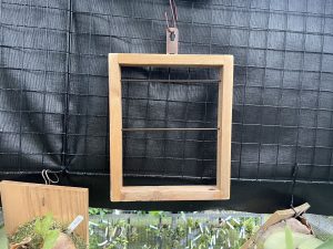 【額】ビカクシダの「枠」は2本線の秘密。