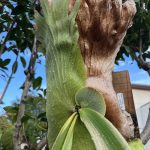 真夏を直射で過ごしたウィリンキー。