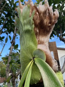 真夏を直射で過ごしたウィリンキー。