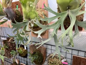 旧温室は最高気温が落ち着いたので...