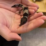 ニシアフリカトカゲモドキをお迎えしました...