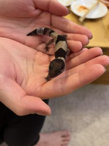 ニシアフリカトカゲモドキをお迎えしました...