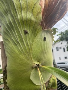 【教えてください】９月下旬突如よく見る蛾の正体