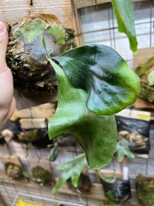 分岐がなくてもいんじゃない...？