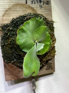 子株を育てる...