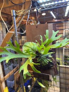 桜板につけたリドレイが素敵...