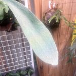 mixという謎々...