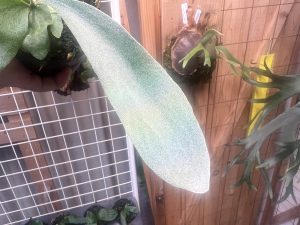 mixという謎々...