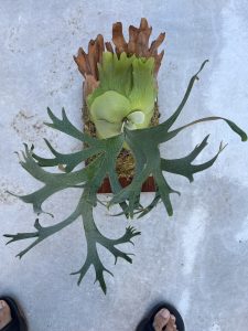 ねスポの凄く良い胞子葉。