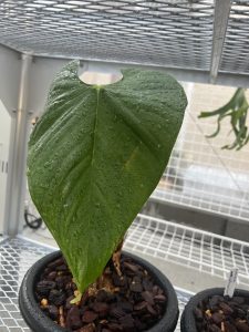 Anthurium regale aff. を育てる。