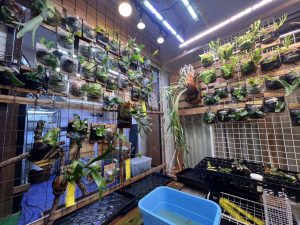 植物部屋を片付けて...