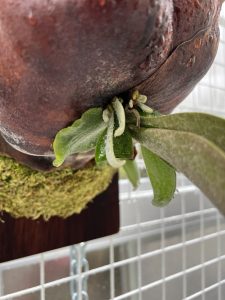 脇芽を育てている...