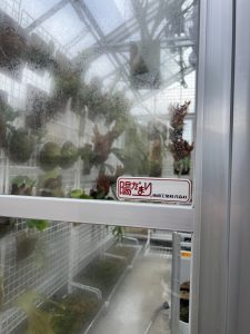 アルミ温室の湿度がバリ高。