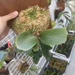 PANE1が良い感じ...