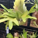 カチッとしたおヒリー。